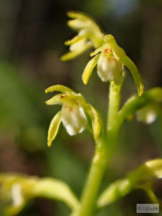 Corallorhiza trifida